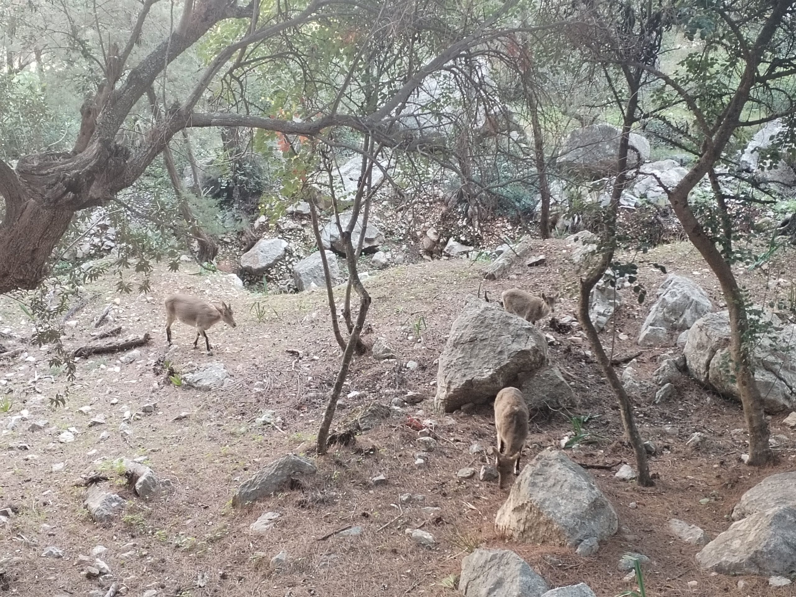 famiglia di stambecchi che pascola lungo el caminito del rey